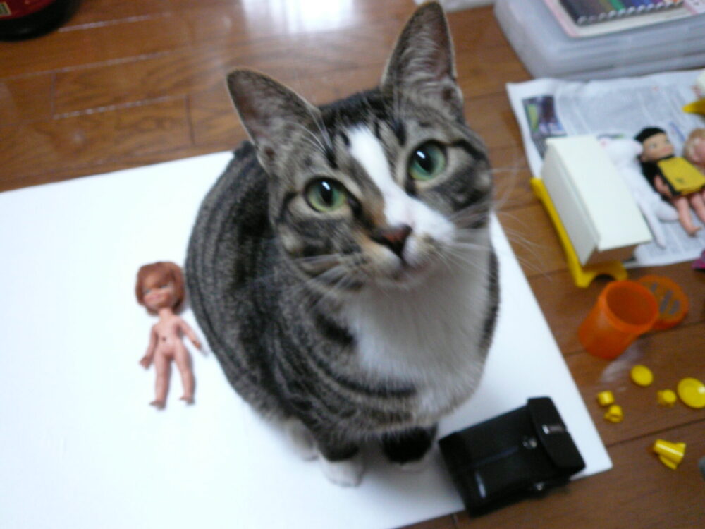 Tabby